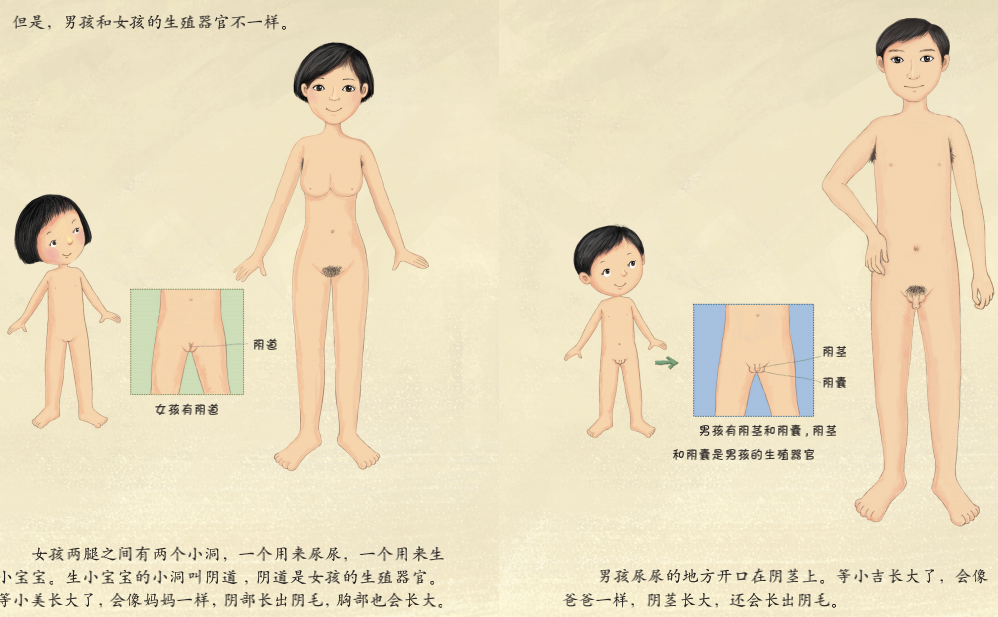 乳房(全面性教育相關的醫學名詞)