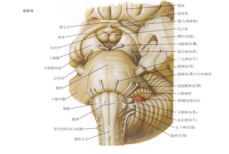 腦橋小腦三角