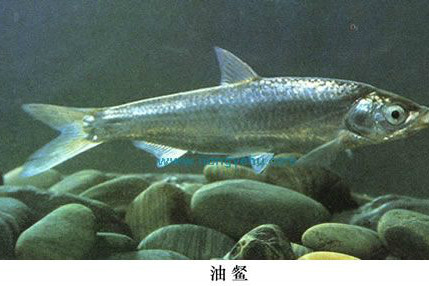 油[餐魚]