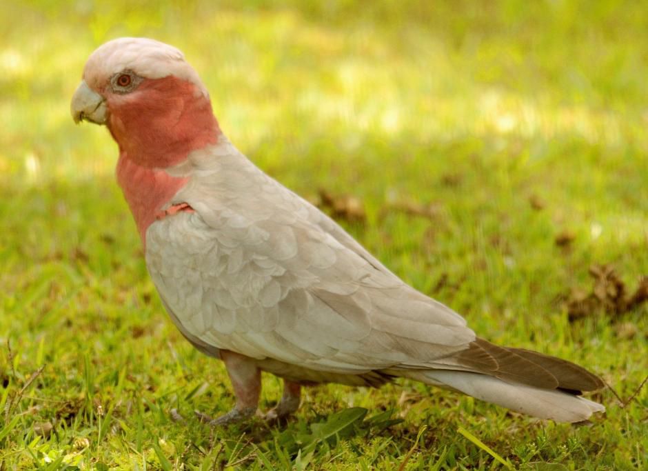 粉紅鳳頭鸚鵡塔斯馬尼亞亞種