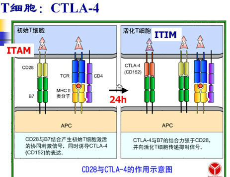 共刺激分子受體CTLA-4