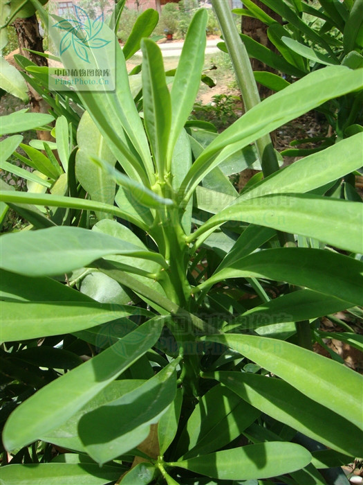 金剛纂(植物)