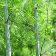 毛竹(常綠喬木狀竹類植物)