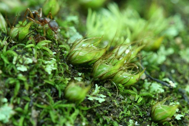 裸蒴苔綱