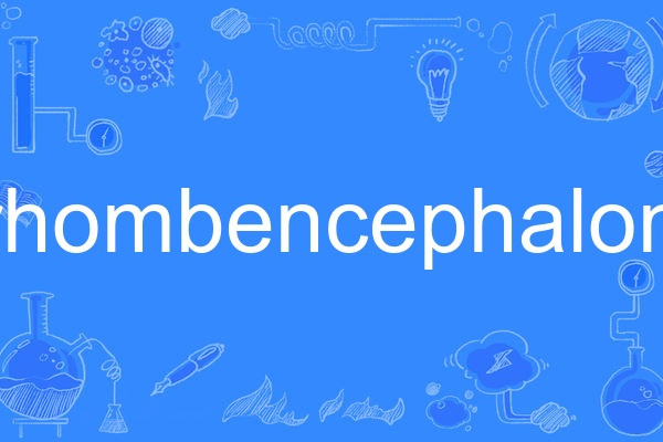 rhombencephalon