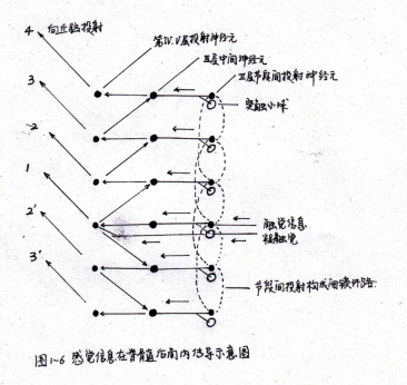 2級感覺神經元傳導鏈