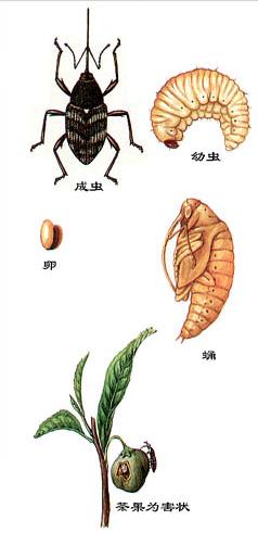 草木樨籽象