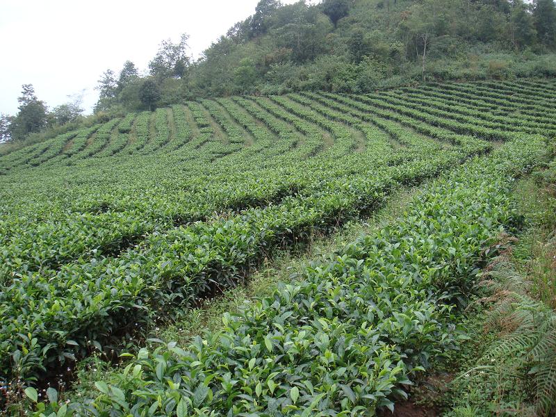 山茶樹自然村-茶葉種植業