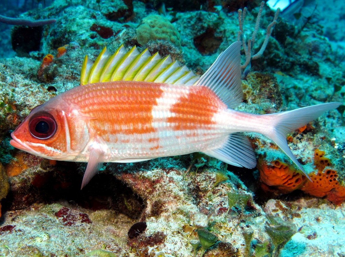 岩棲金鱗魚