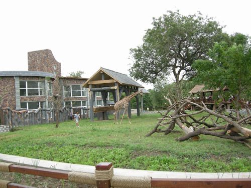 長春動植物園改造後的長頸鹿館