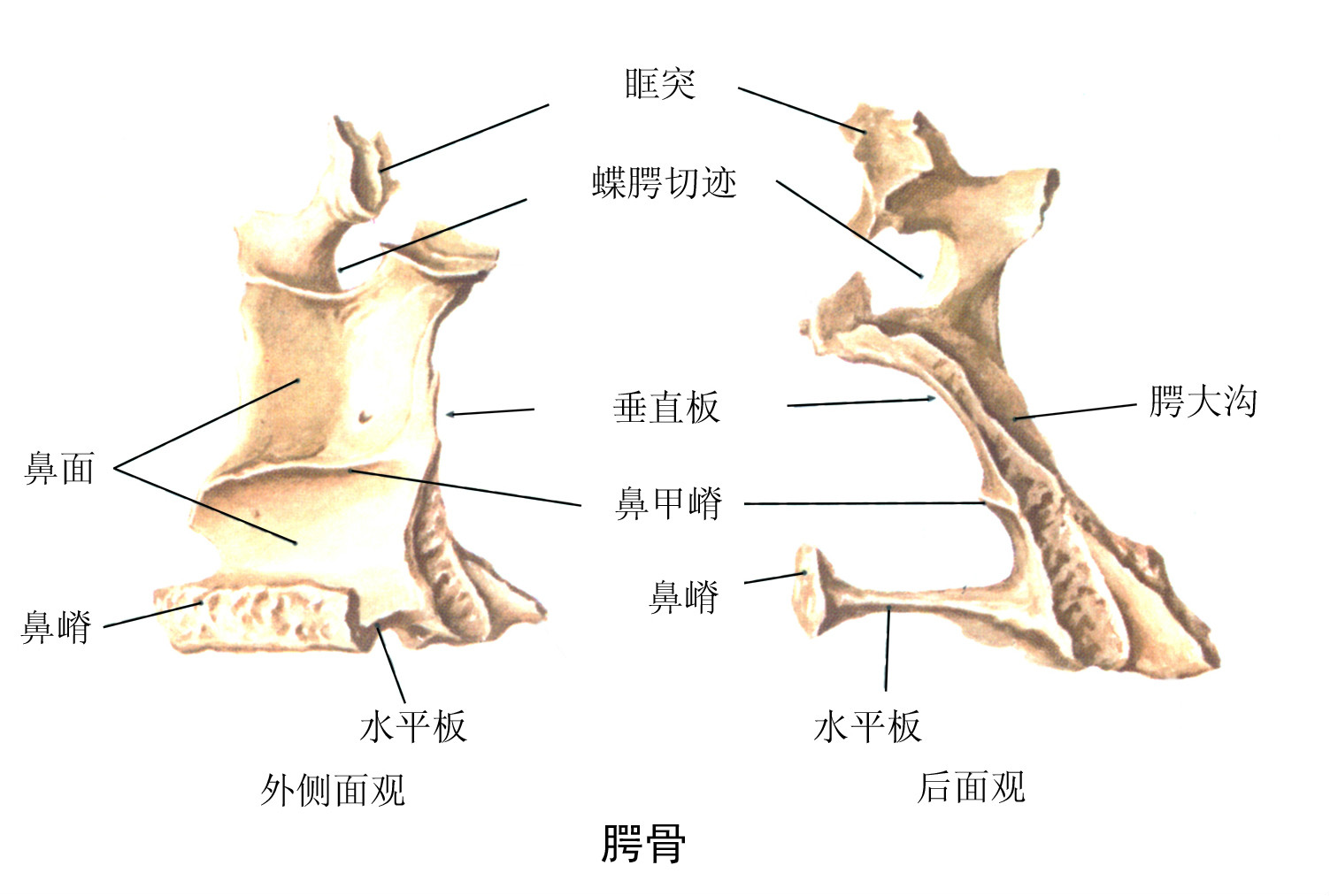 骨齶