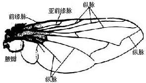 黑尾黑麻蠅