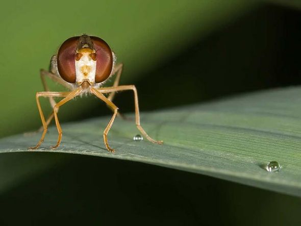 菱斑寬跗食蚜蠅