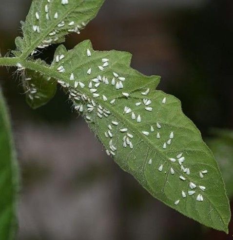 白粉寄生菌