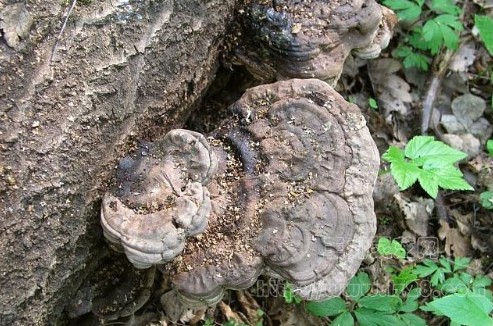 靈芝栽培技術