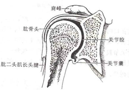 人工肩關節