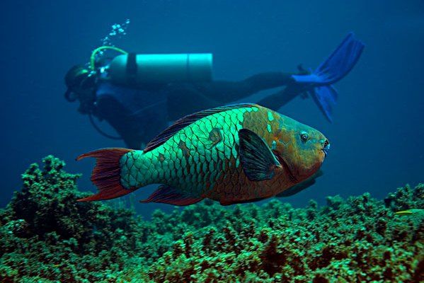 綠圓頭鸚嘴魚