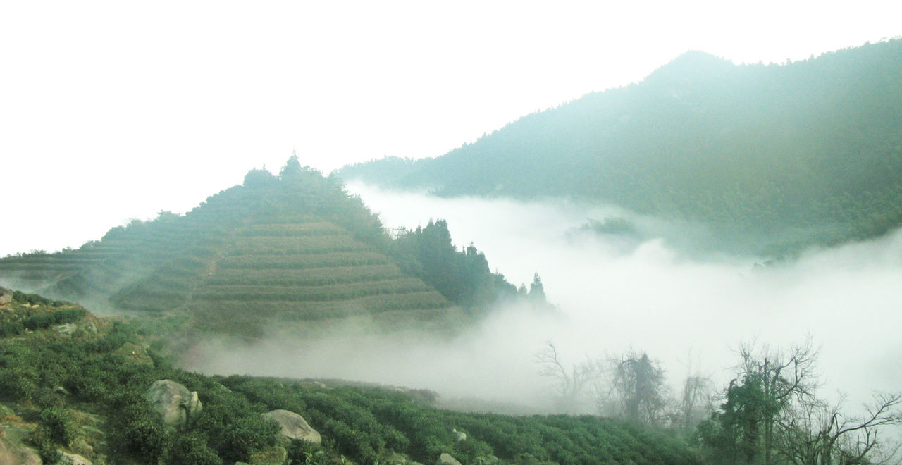 廣濟寺茶園實景圖