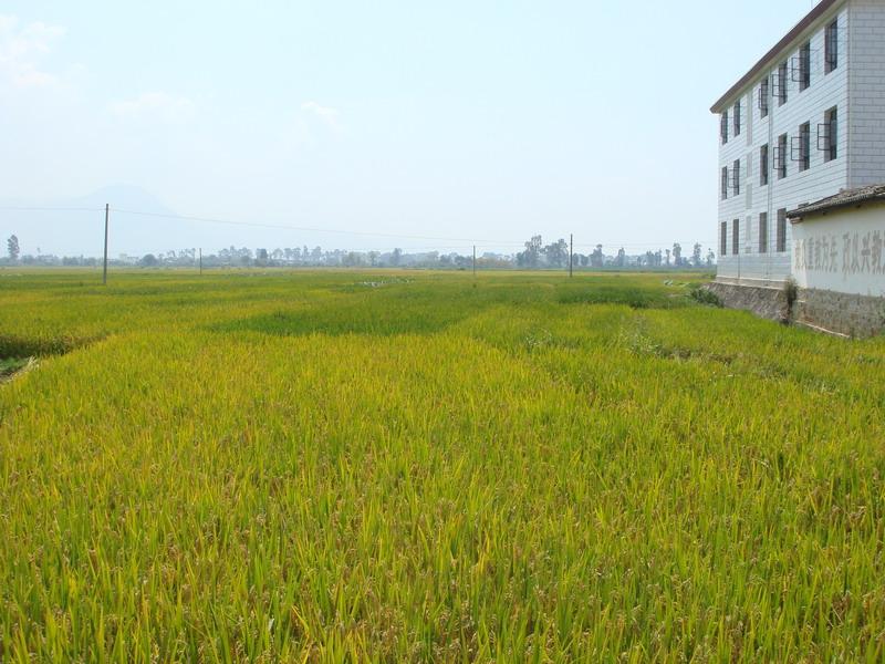 下沙河村水稻種植業