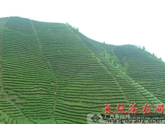 中國茶葉訊息網