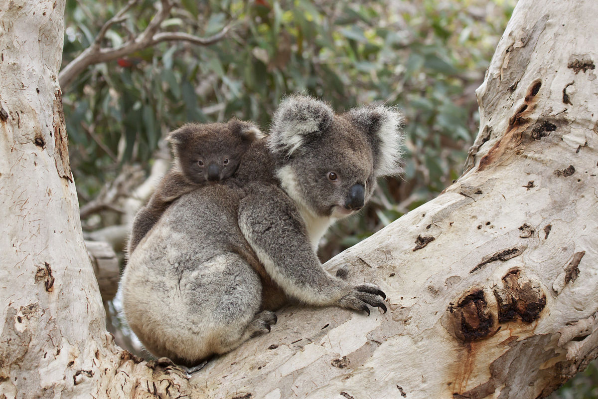 Koala(動物)