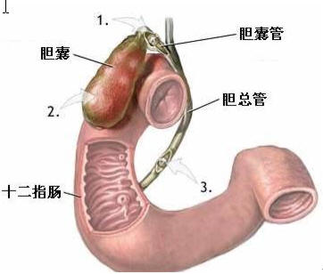 熱郁膽腑證