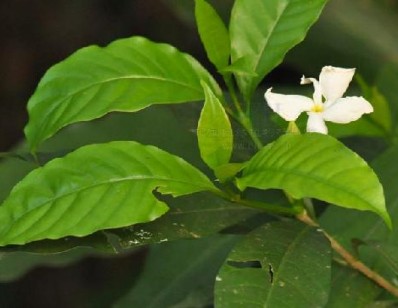 廣西狗牙花