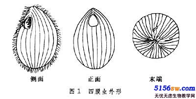 四膜蟲黑白素描