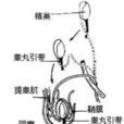 雄性生殖系統