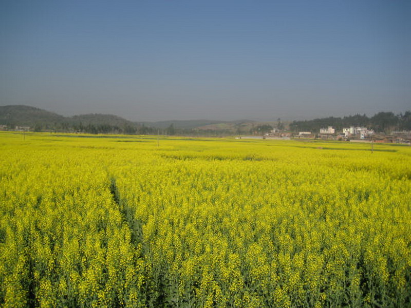 農村經濟