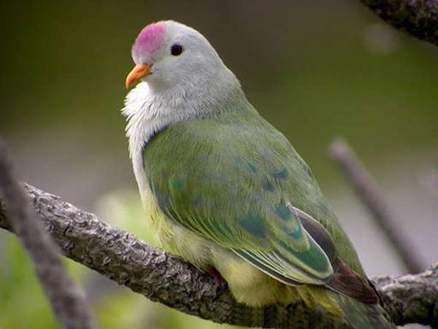 土島果鳩