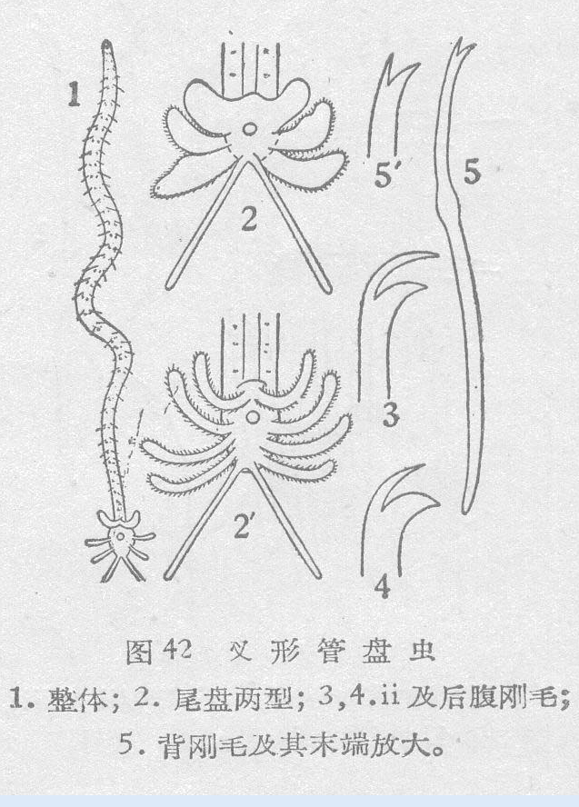 叉形管盤蟲