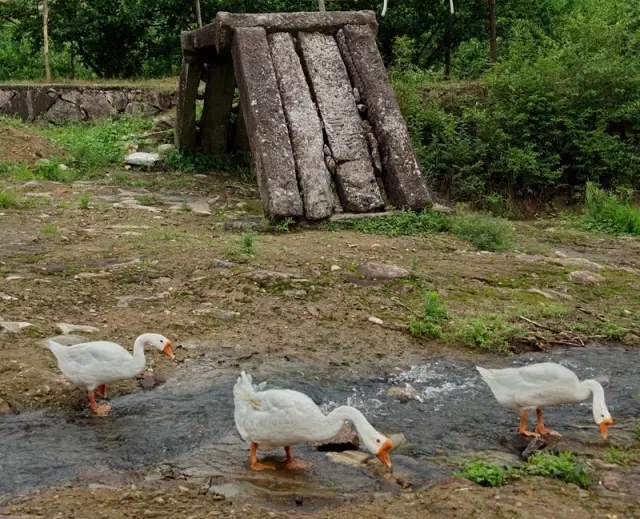 羊棚頭村