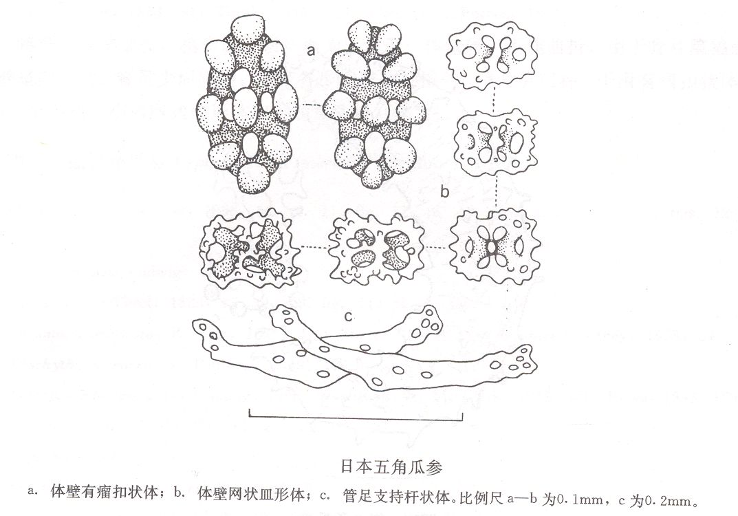 日本五角瓜參 形態圖片