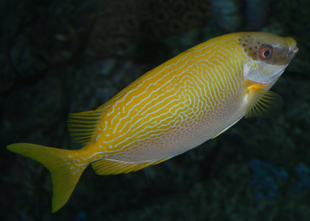 眼帶籃子魚