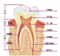 生髮黑髮口香糖