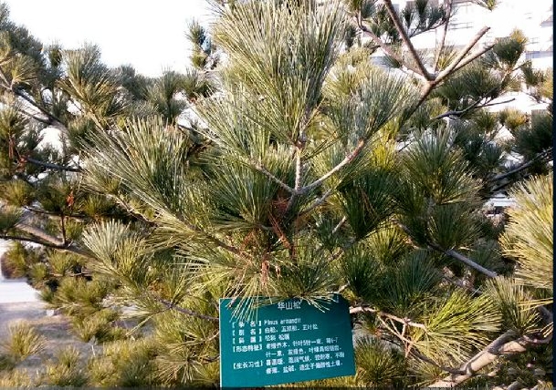 華山松無性系-大雪山3號