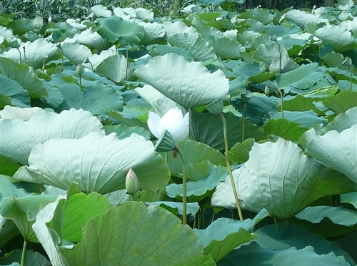 荷葉花濕地水禽自治區級自然保護區