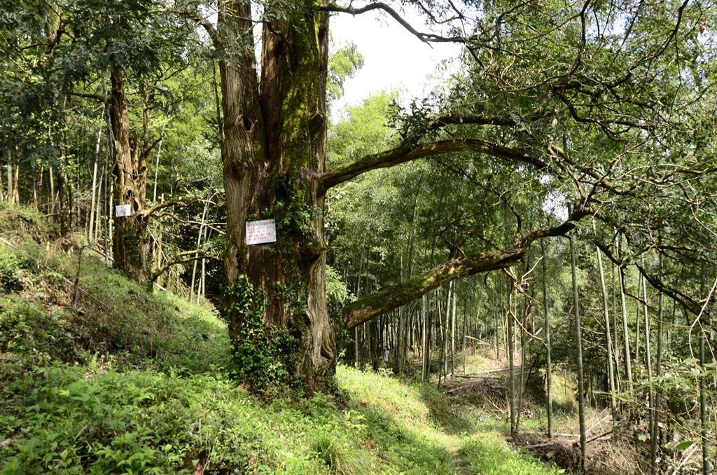 黎川香榧