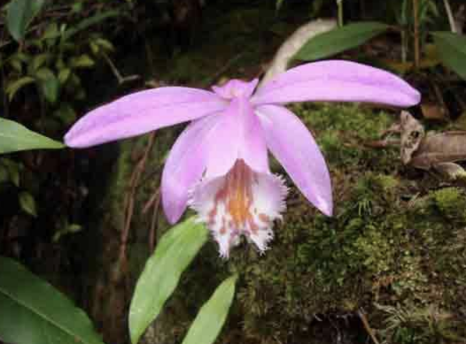 獨花蘭屬