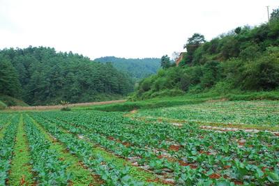 香桿箐村