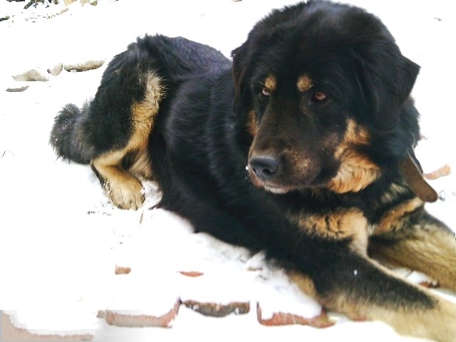 蒙古國的蒙古牧羊犬