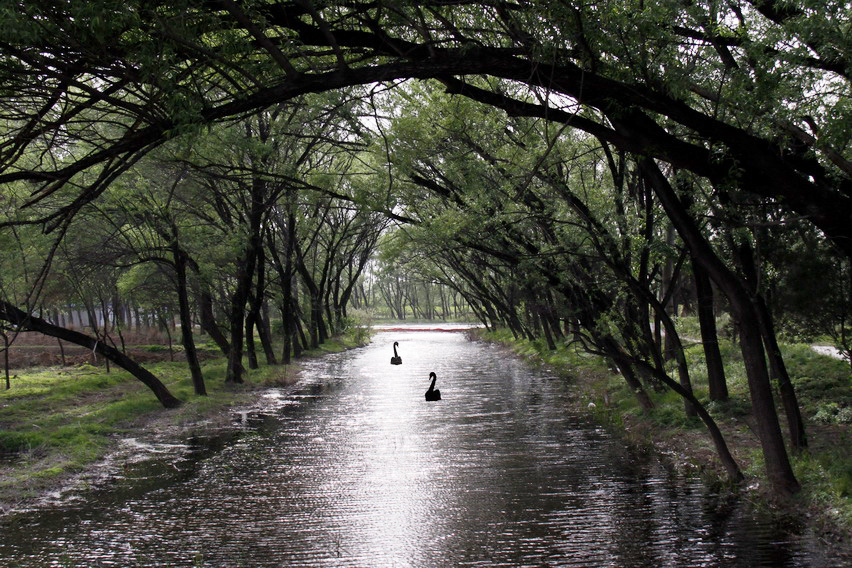 翠湖(北京翠湖濕地公園)