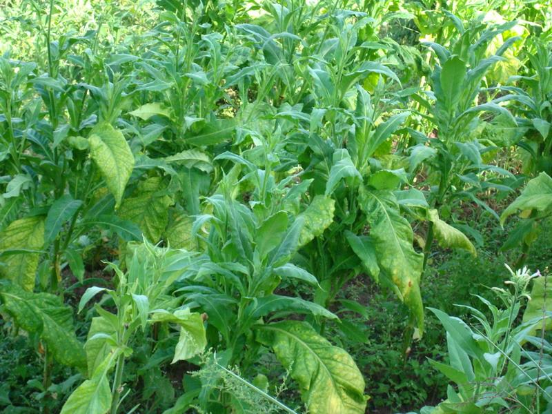 者麥村烤菸種植地