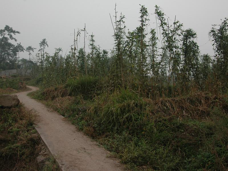 大陳自然村