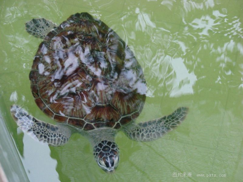 海口金牛嶺動物園