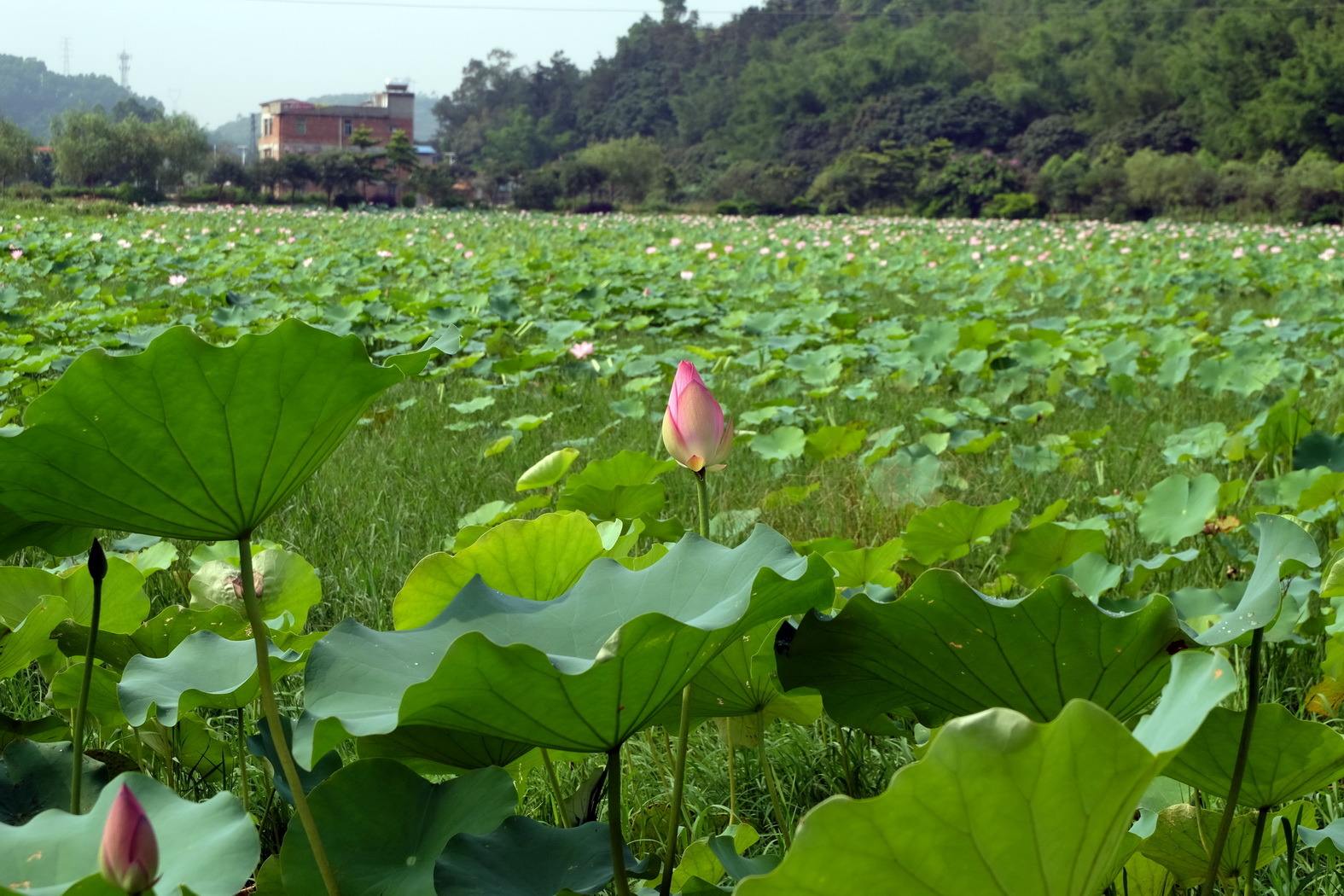 蓮塘村(廣東省肇慶市鼎湖區蓮塘村)