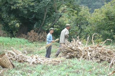 中茂龍村