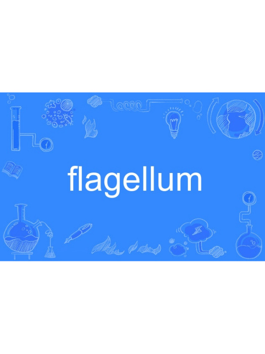 flagellum