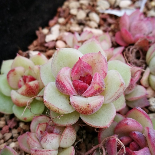 水晶(景天科擬石蓮屬多肉植物)